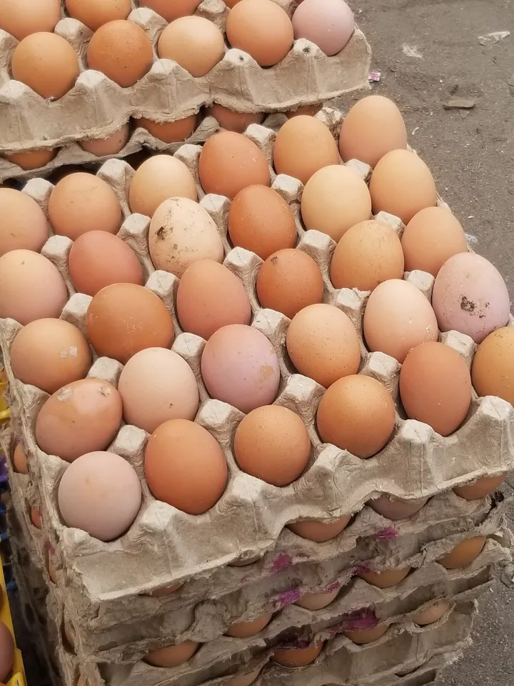 Collection of local hen eggs