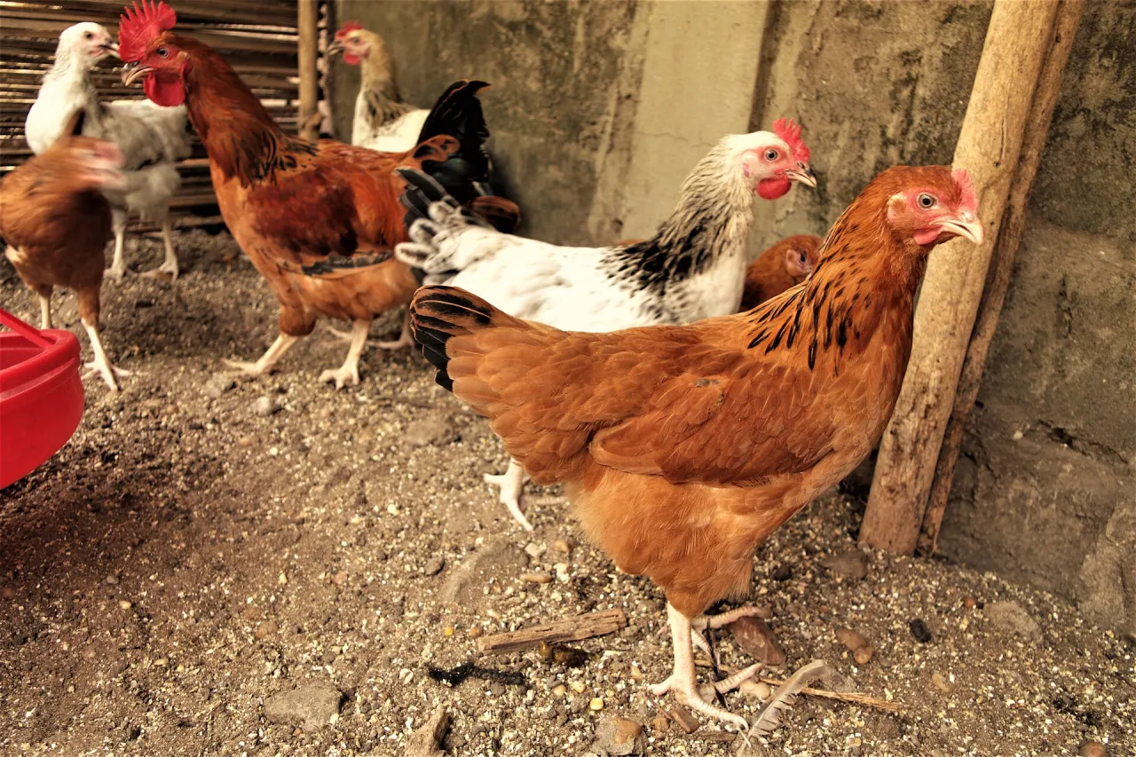 Goliath chickens inside a poultry house in Benin